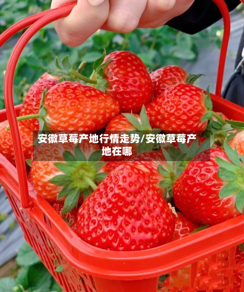 安徽草莓产地行情走势/安徽草莓产地在哪