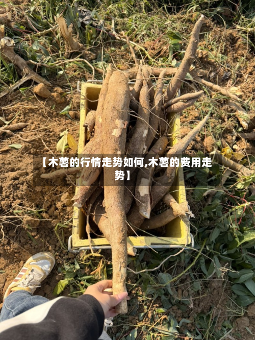 【木薯的行情走势如何,木薯的费用走势】-第2张图片