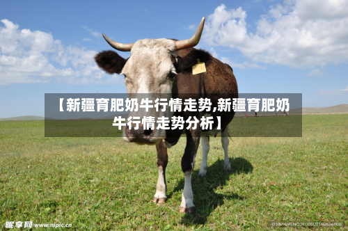 【新疆育肥奶牛行情走势,新疆育肥奶牛行情走势分析】-第3张图片