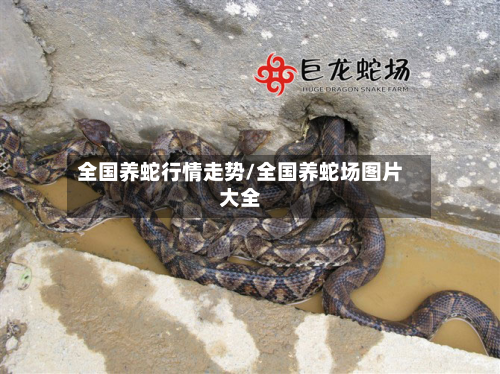 全国养蛇行情走势/全国养蛇场图片大全-第2张图片