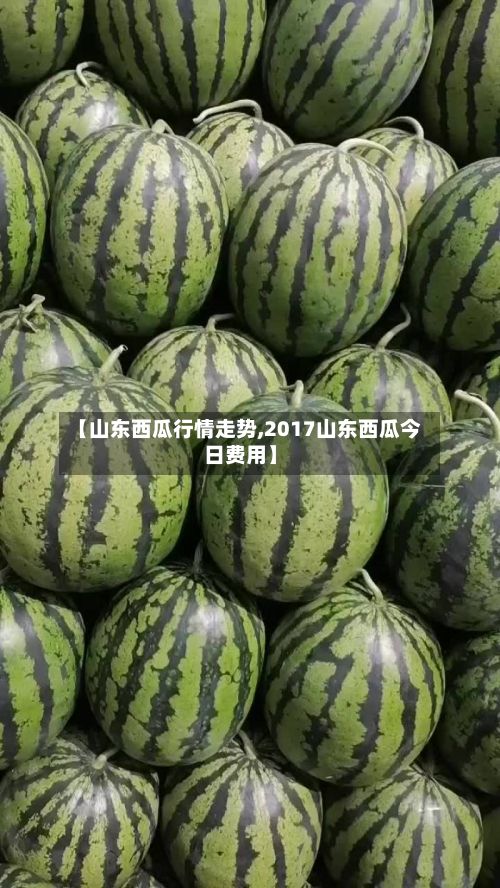 【山东西瓜行情走势,2017山东西瓜今日费用】-第2张图片