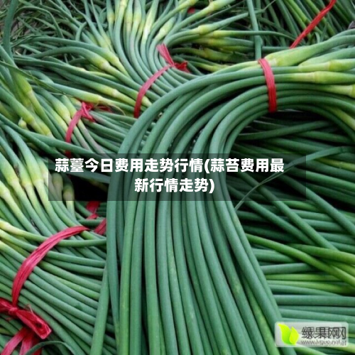 蒜薹今日费用走势行情(蒜苔费用最新行情走势)