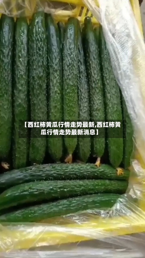 【西红柿黄瓜行情走势最新,西红柿黄瓜行情走势最新消息】