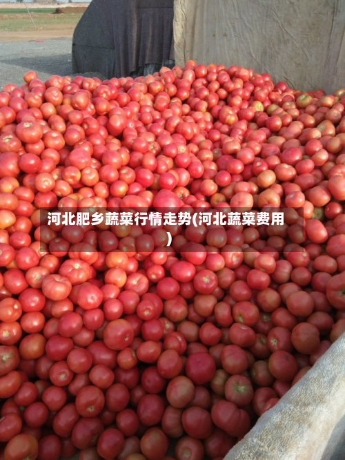 河北肥乡蔬菜行情走势(河北蔬菜费用)