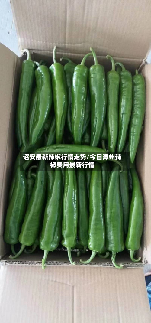 诏安最新辣椒行情走势/今日漳州辣椒费用最新行情