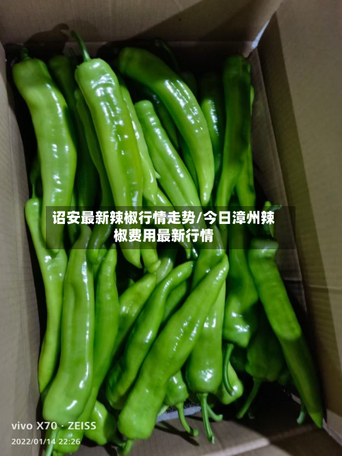 诏安最新辣椒行情走势/今日漳州辣椒费用最新行情-第2张图片