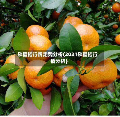 砂糖桔行情走势分析(2021砂糖桔行情分析)-第2张图片