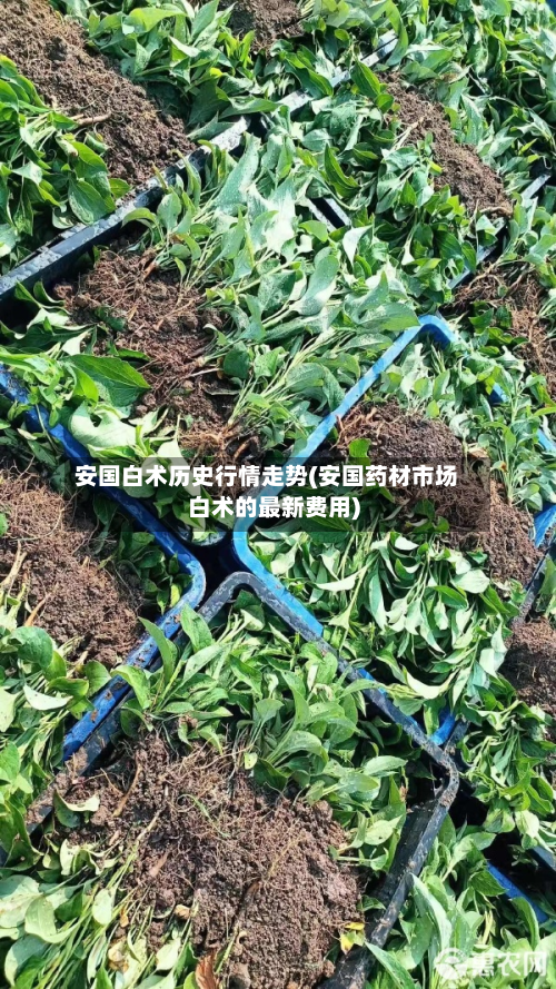安国白术历史行情走势(安国药材市场白术的最新费用)