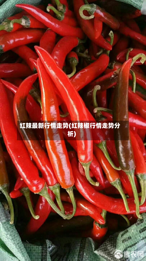 红辣最新行情走势(红辣椒行情走势分析)