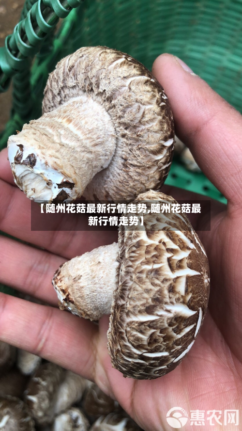 【随州花菇最新行情走势,随州花菇最新行情走势】