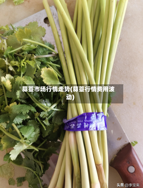 蒜薹市场行情走势(蒜薹行情费用波动)-第2张图片