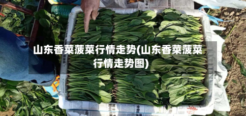 山东香菜菠菜行情走势(山东香菜菠菜行情走势图)
