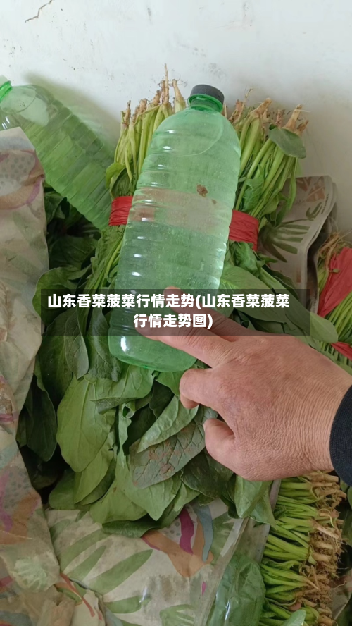 山东香菜菠菜行情走势(山东香菜菠菜行情走势图)-第2张图片