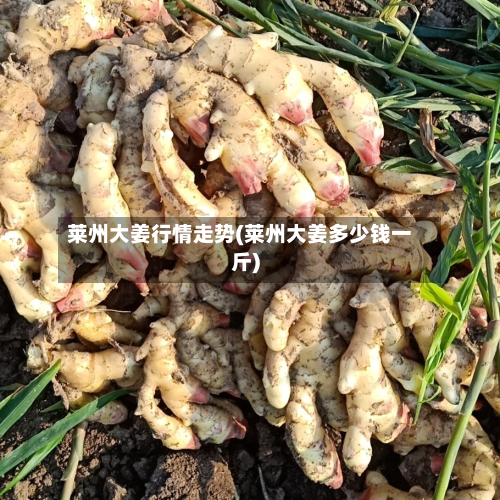 莱州大姜行情走势(莱州大姜多少钱一斤)