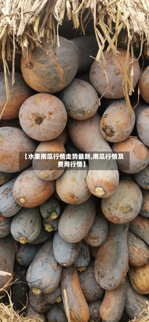【水果南瓜行情走势最新,南瓜行情及费用行情】