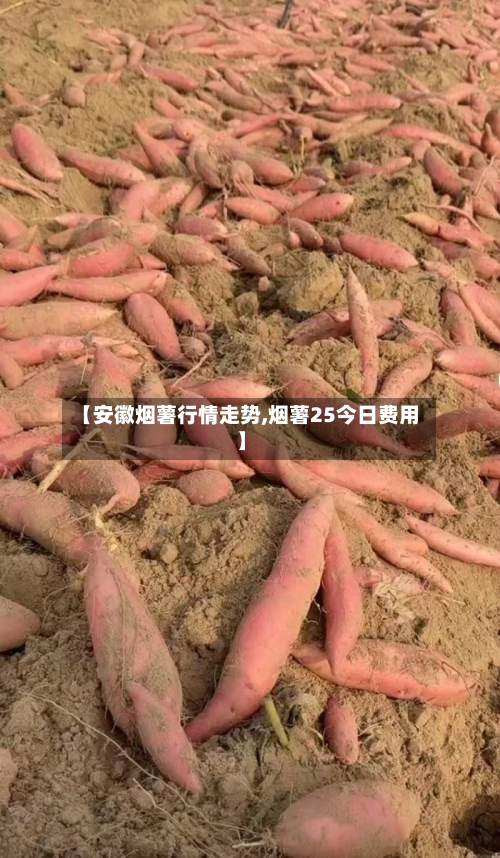【安徽烟薯行情走势,烟薯25今日费用】