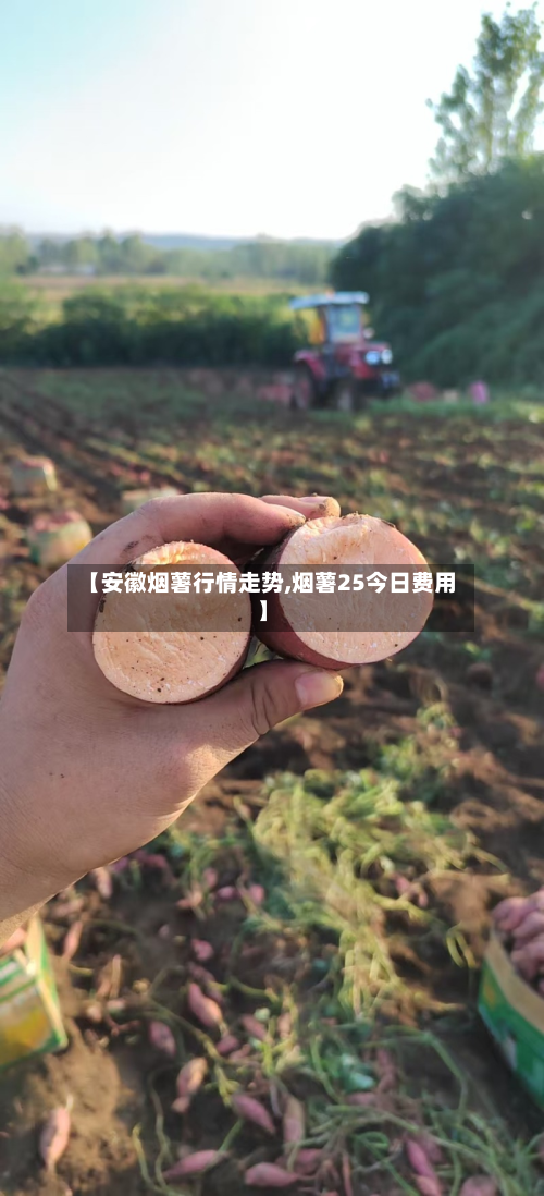 【安徽烟薯行情走势,烟薯25今日费用】-第2张图片
