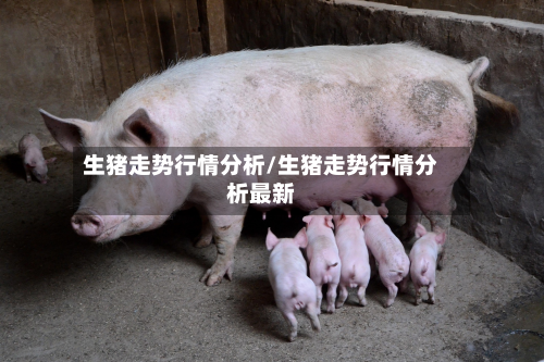 生猪走势行情分析/生猪走势行情分析最新