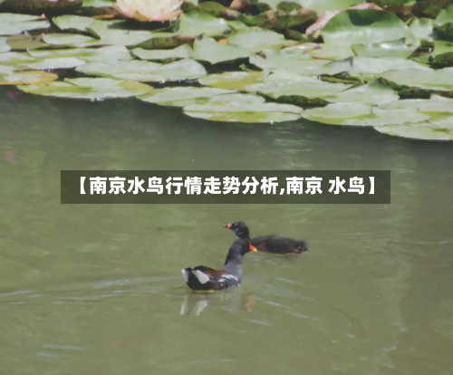 【南京水鸟行情走势分析,南京 水鸟】