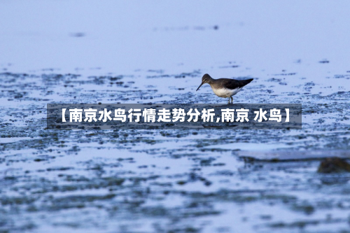 【南京水鸟行情走势分析,南京 水鸟】-第2张图片