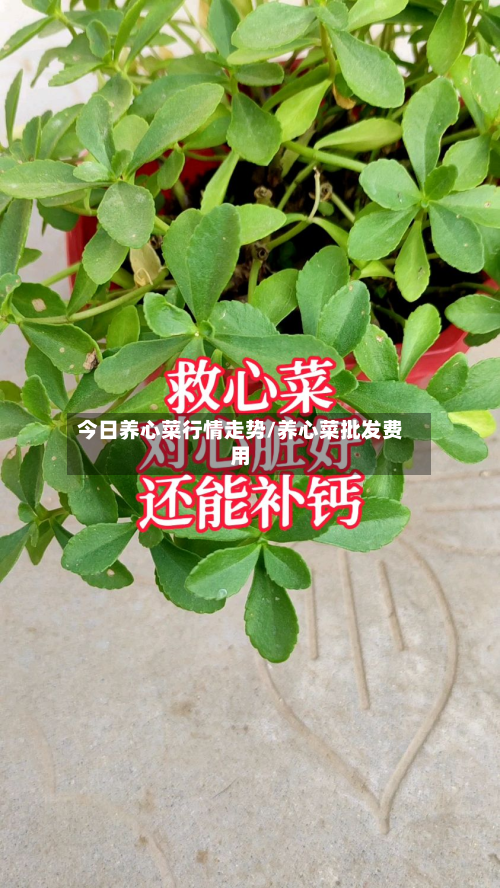 今日养心菜行情走势/养心菜批发费用