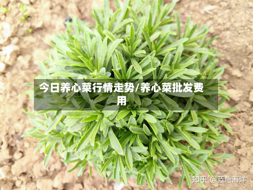 今日养心菜行情走势/养心菜批发费用-第2张图片
