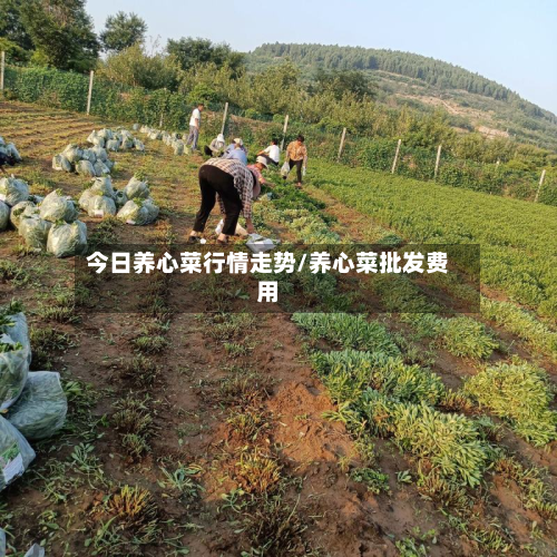 今日养心菜行情走势/养心菜批发费用-第3张图片