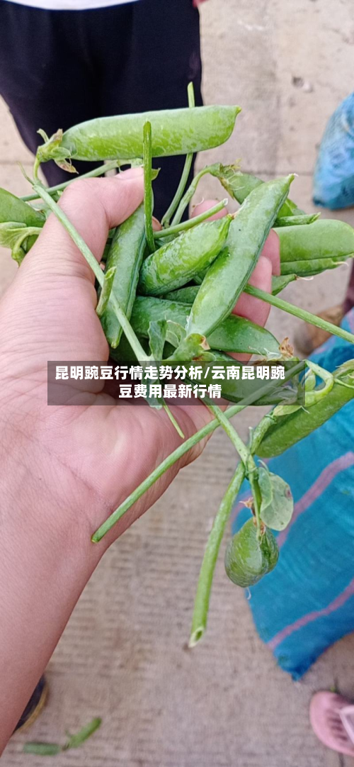 昆明豌豆行情走势分析/云南昆明豌豆费用最新行情-第2张图片