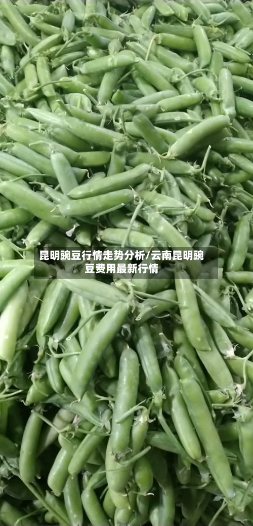 昆明豌豆行情走势分析/云南昆明豌豆费用最新行情