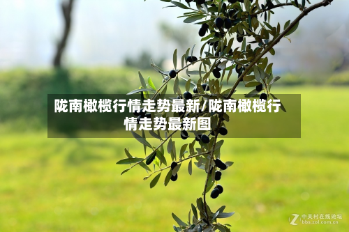 陇南橄榄行情走势最新/陇南橄榄行情走势最新图-第2张图片