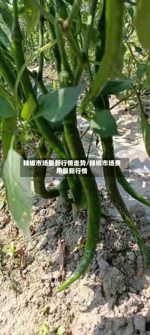 辣椒市场最新行情走势/辣椒市场费用最新行情-第2张图片