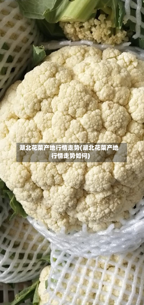湖北花菜产地行情走势(湖北花菜产地行情走势如何)-第1张图片