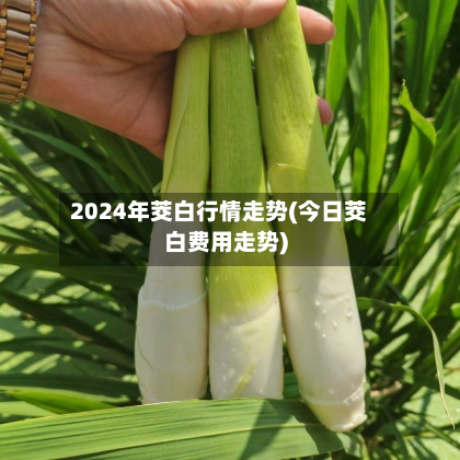 2024年茭白行情走势(今日茭白费用走势)