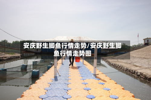 安庆野生鲫鱼行情走势/安庆野生鲫鱼行情走势图-第2张图片