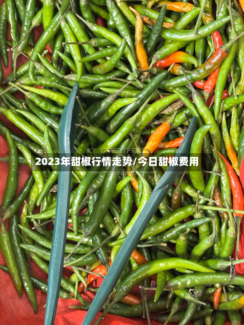 2023年甜椒行情走势/今日甜椒费用
