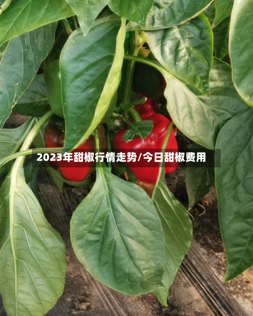2023年甜椒行情走势/今日甜椒费用-第3张图片