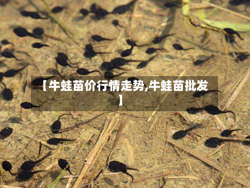 【牛蛙苗价行情走势,牛蛙苗批发】