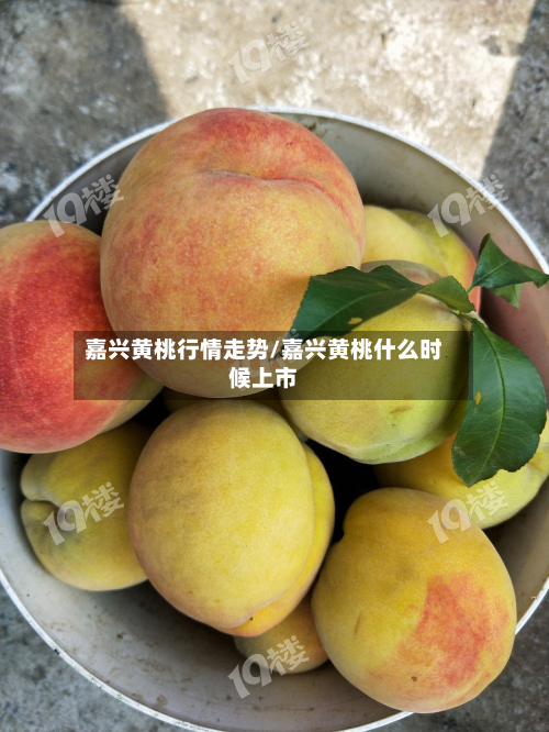 嘉兴黄桃行情走势/嘉兴黄桃什么时候上市-第2张图片