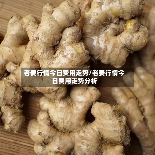 老姜行情今日费用走势/老姜行情今日费用走势分析-第3张图片