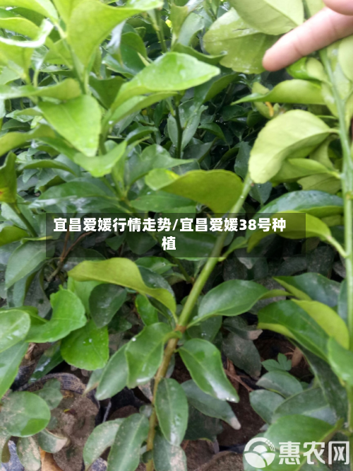 宜昌爱媛行情走势/宜昌爱媛38号种植-第2张图片