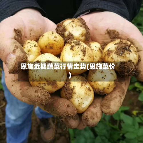 恩施近期蔬菜行情走势(恩施菜价)