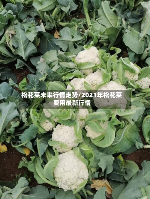 松花菜未来行情走势/2021年松花菜费用最新行情
