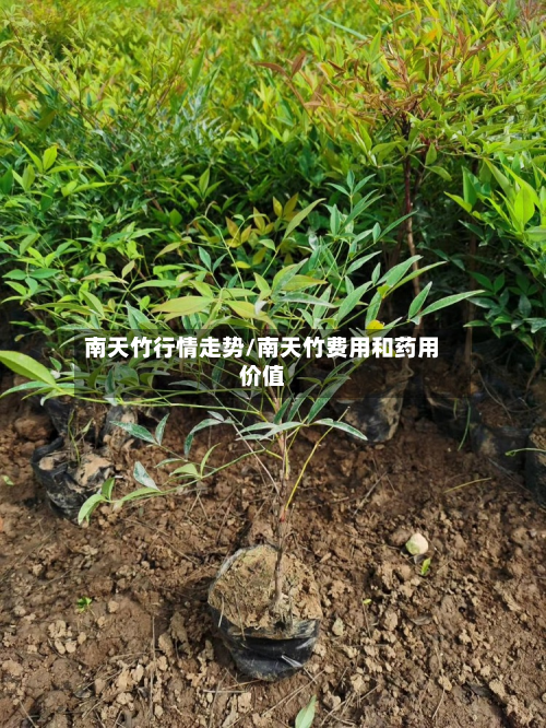 南天竹行情走势/南天竹费用和药用价值-第2张图片