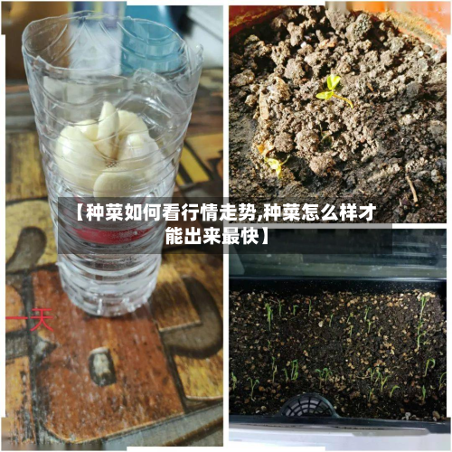 【种菜如何看行情走势,种菜怎么样才能出来最快】