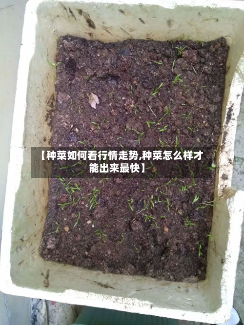 【种菜如何看行情走势,种菜怎么样才能出来最快】-第3张图片