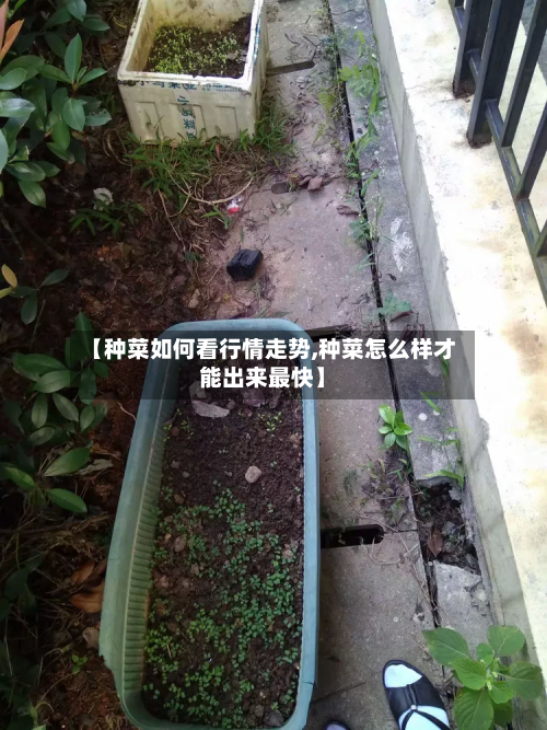 【种菜如何看行情走势,种菜怎么样才能出来最快】-第2张图片