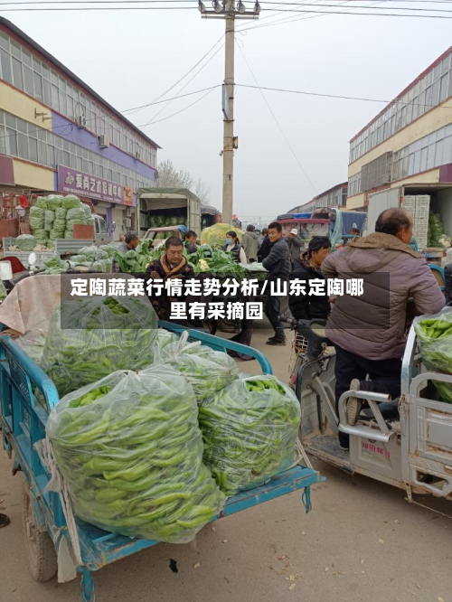 定陶蔬菜行情走势分析/山东定陶哪里有采摘园-第3张图片