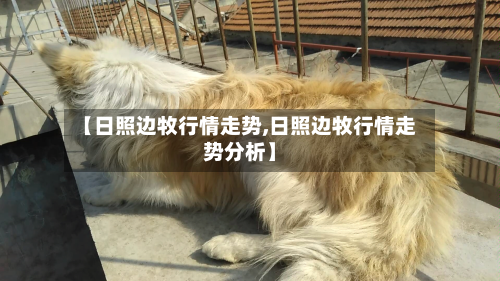 【日照边牧行情走势,日照边牧行情走势分析】