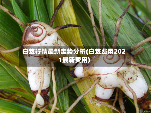 白芨行情最新走势分析(白芨费用2021最新费用)