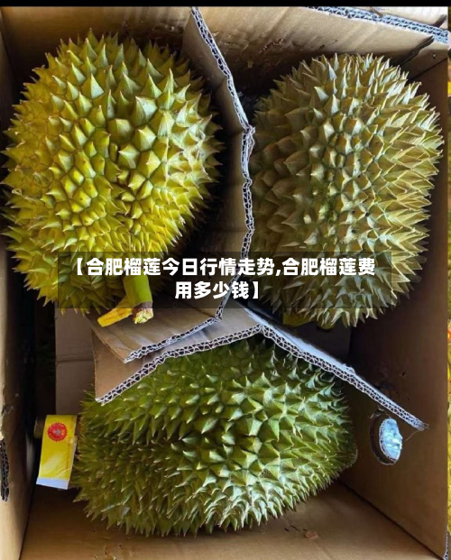 【合肥榴莲今日行情走势,合肥榴莲费用多少钱】